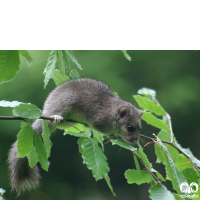 گونه سنجابک جنگلی Fat Dormouse